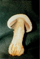 Agaricus amicosus image