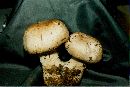 Agaricus amicosus image