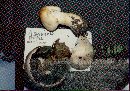 Agaricus silvicola image