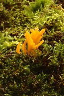 Calocera viscosa image