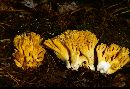 Ramaria largentii image