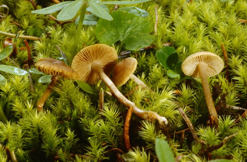 Inocybe jacobi image