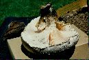 Neolentinus ponderosus image