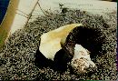 Agaricus albolutescens image