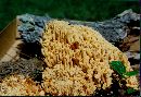 Ramaria largentii image