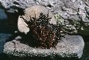 Lyophyllum montanum image