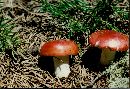 Russula emetica image