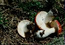 Russula emetica image