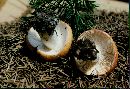 Russula foetens image