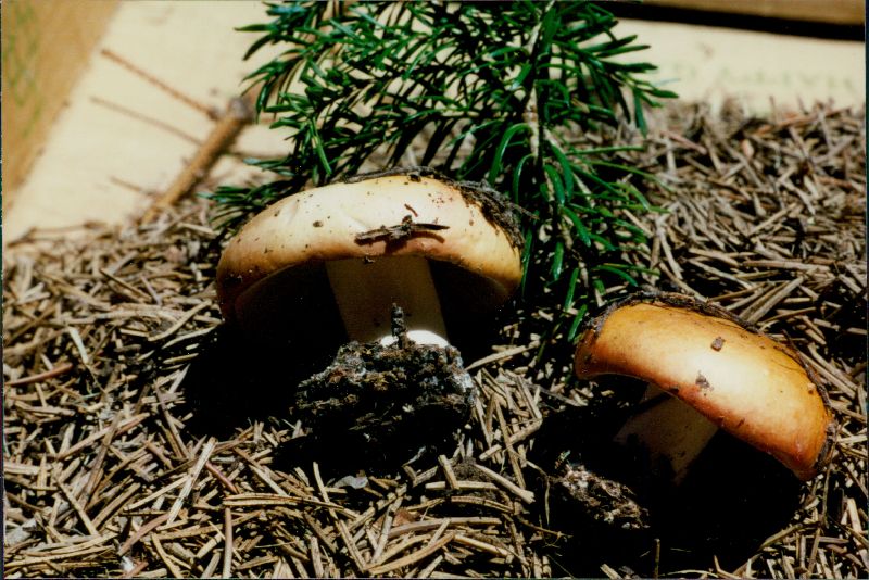 Russula foetens image