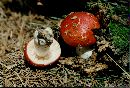 Image of Russula emetica