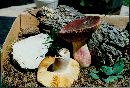 Russula emetica image