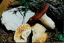 Russula emetica image