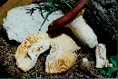 Russula emetica image