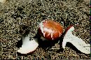 Russula emetica image