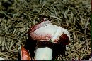 Russula emetica image