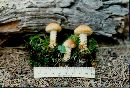 Pholiota squarrosoides image