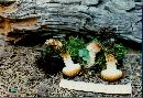 Pholiota squarrosoides image