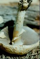 Agaricus arvensis image