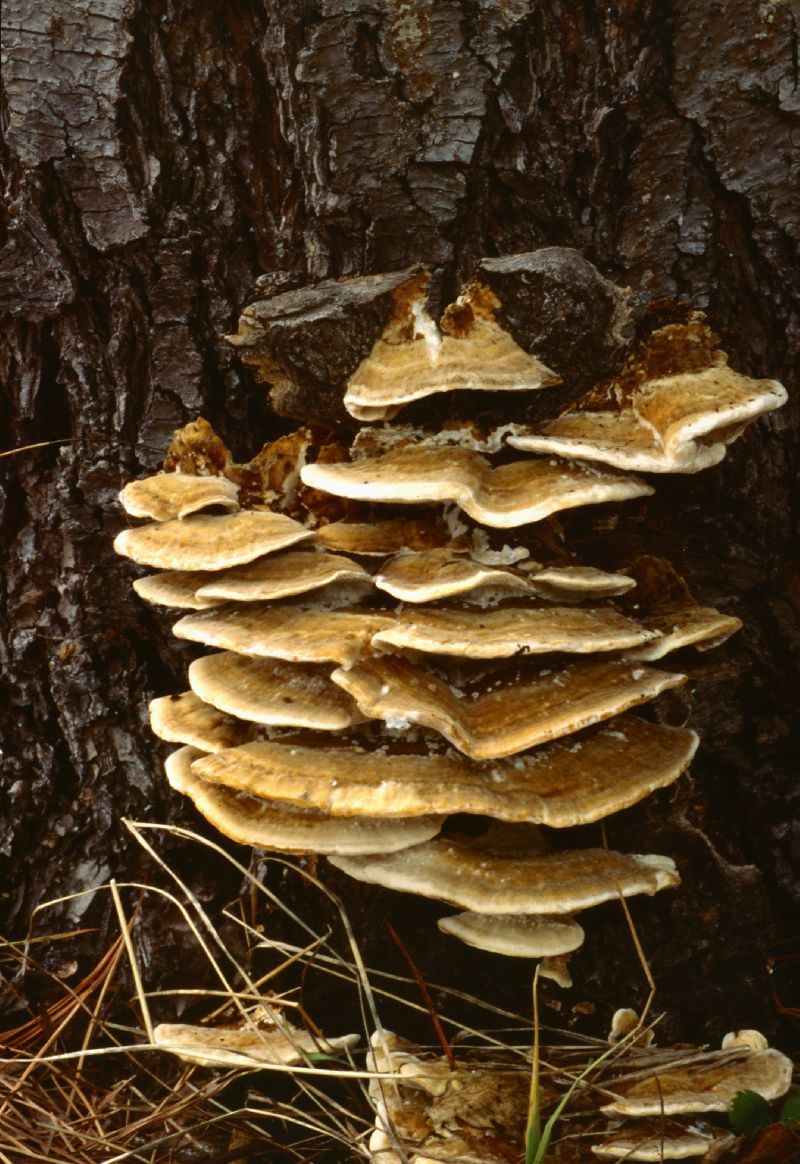 Trametes pubescens image