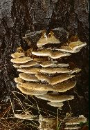 Trametes pubescens image