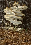 Trametes pubescens image