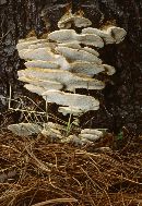 Trametes pubescens image