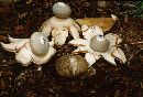 Geastrum smardae image