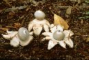 Geastrum smardae image