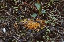 Anthracobia melaloma image