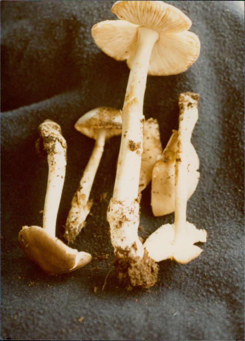 Amanita mobilimanica image