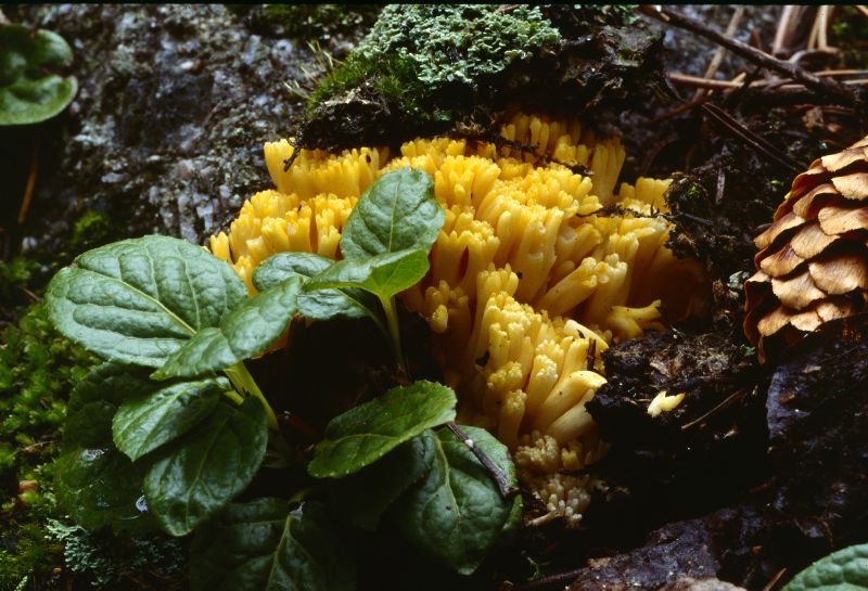 Ramaria largentii image