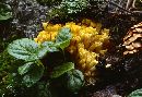 Image of Ramaria largentii