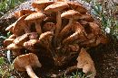 Armillaria tabescens image