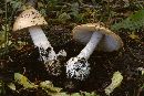 Amanita populiphila image