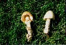 Amanita barrowsii image