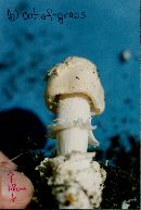 Amanita barrowsii image