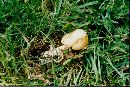 Amanita barrowsii image