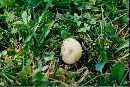 Amanita barrowsii image