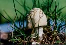 Amanita barrowsii image