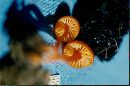 Hygrocybe miniata image