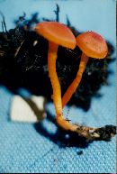 Hygrocybe miniata image