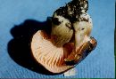 Hygrophorus calophyllus image