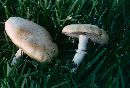 Stropharia coronilla image