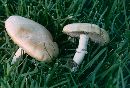 Stropharia coronilla image