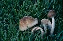 Agrocybe erebia image