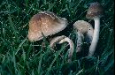 Agrocybe erebia image