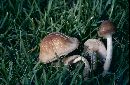 Agrocybe erebia image