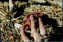 Laccaria amethystina image