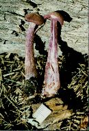 Laccaria amethystina image